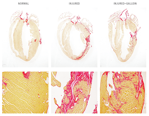 An image showing mouse heart sections.