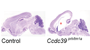 An image showing neonatal hydrocephalus in the mutant mouse compared to a control.