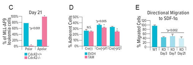 An image showing that most cells lost polarity within three weeks of CDC42 deletion.