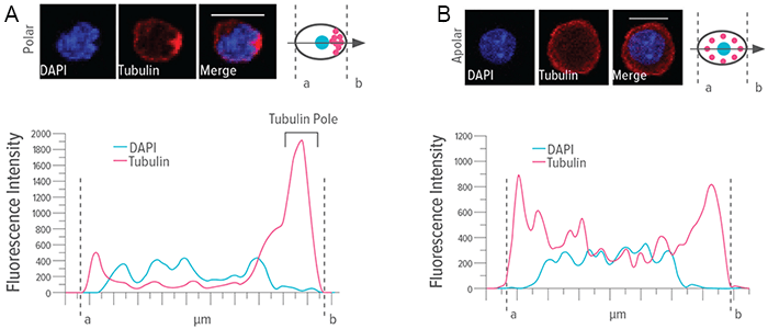 An image showing polar vs. apolar distribution of tubulin.
