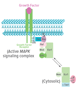 An image showing Ksr1 in steady state (cytosolic) and membrane bound during active growth factor signaling.