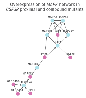 An image showing the induction of MAPK network genes in CSF3R membrane-proximal and compound mutants.