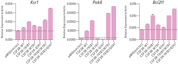 An image showing the relative expression of Ksr1, Pak6 and, Bcl2l1.