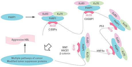 An image showing the role of PARP1 elevation in liver cancer.