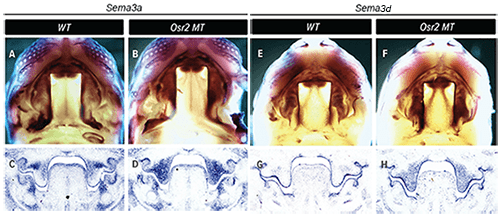An image comparing patterns of expression of two types of saraphorins mRNAs in E13.5 wildtype mouse embryos and Osr2-/- mutant mouse embryos.