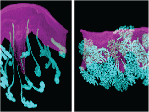 A confocal micrograph of a mouse uterus.