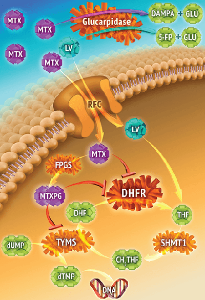 An image showing how kidney cells interact with the chemotherapy methotrexate (MTX).