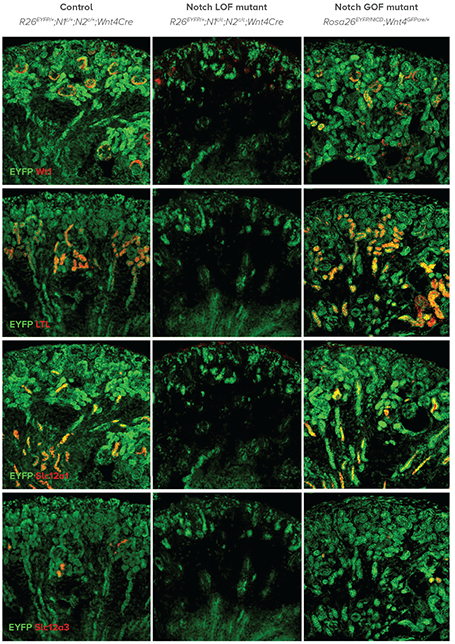 A photo showing a lineage analysis of Wnt4+ cells in the Notch loss-of-function and Notch gain-of-function mutant kidneys.