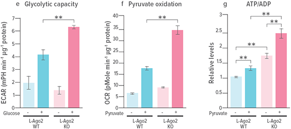 Graphs showing the relationship between Ago2 and obesity.