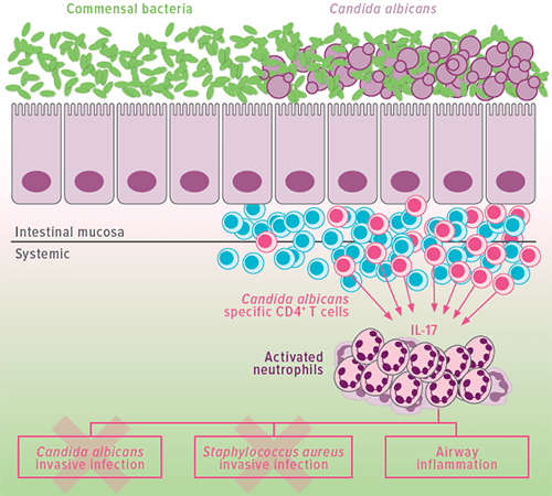 An image showing how C. albicans interact with commensal bacteria.