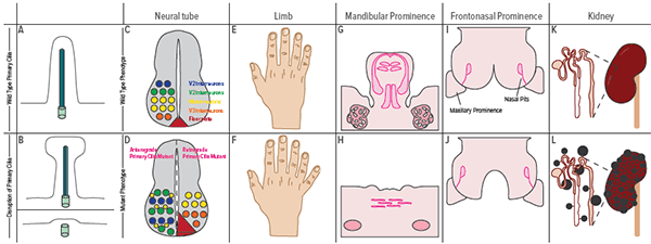 Images showing a wide range of cilia mutation outcomes.