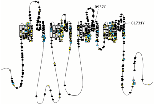 An image showing the distribution of variants for epilepsy-related sodium channel genes.