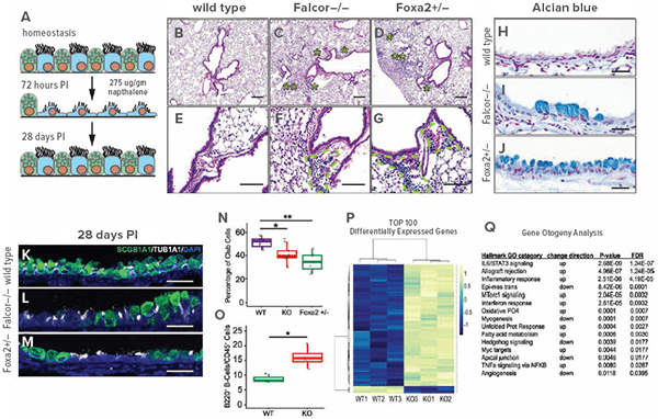 Images showing that Falcor is required for lung epithelial repair after airway injury.