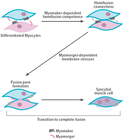 An image showing the stages of the myomaker and myomerger fusion process.
