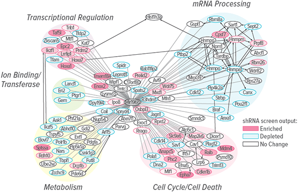 A network analysis organizes miR-196b targets by genes and their biological processes.