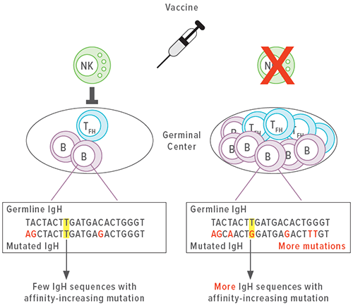 An image showing how NK cells impair affinity maturation.