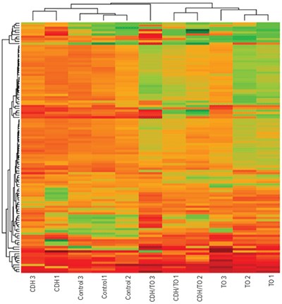 A proteomic analysis of CDH and trachial occlusion.