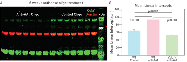 An image of a western blot and a bar chart.