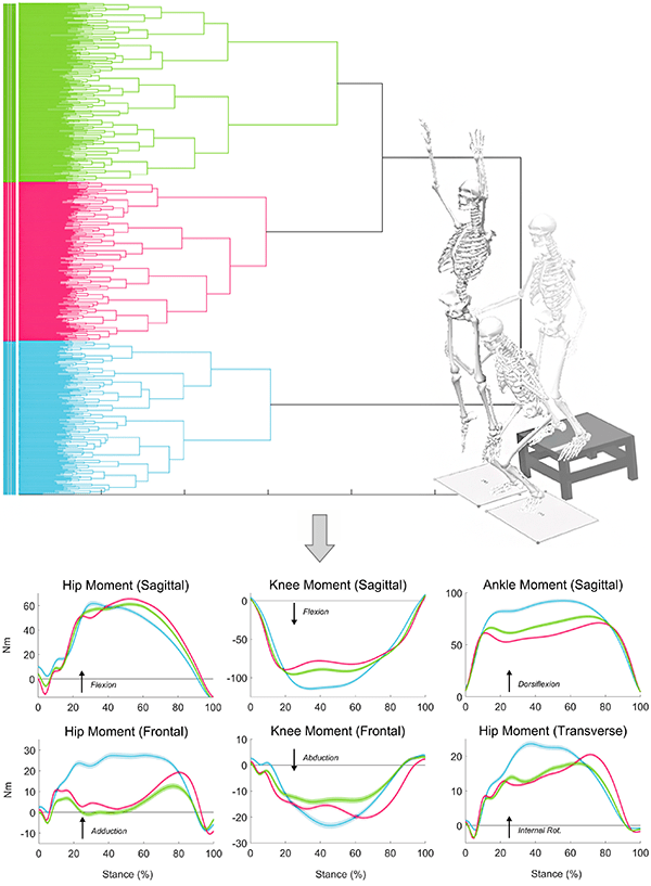 An image showing biomechanical data.