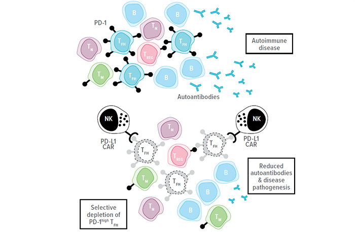 An image showing how CAR-NK cells can target a population of dysfunctional T follicular helper (Tfh) cells without harming other types of T-cells.