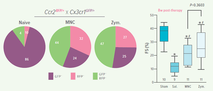 Graphs showing how cardiac stem cell therapy improves scar formation.