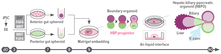 An illustration describing the steps scientists followed to create the world’s first connected set of organoids.