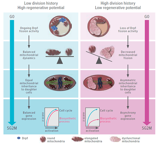 A graphic illustration explaining how an increase in dysfunctional mitochondria instructs HSCs to stop self-renewing.