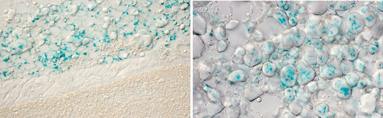 Fluorescent micrographs showing expression of the OPN3 gene (in blue) in white fat cells of mice in two locations.