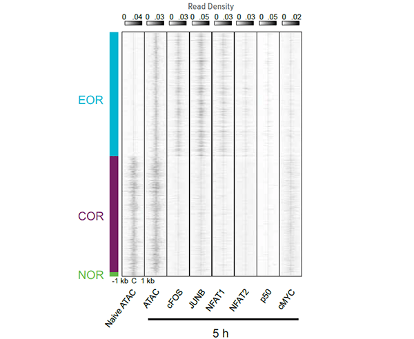 Fragment density heatmaps showing the read density of the ATAC-seq and TF ChIP-seq signal at open chromatin regions.