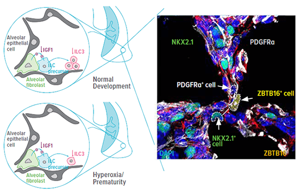 An image showing how signals from commensal gut bacteria influence production of type 3 innate lymphoid cells crucial to responding to infection.