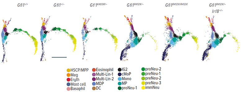 An image showing joint UMAP projection of CITE-seq data from the indicated genotypes.