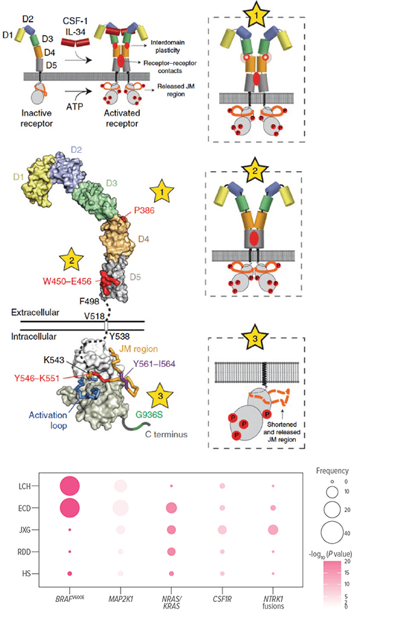 An image showing structural mapping of CSF-1R mutations and proposed impact on CSF-1R activation.
