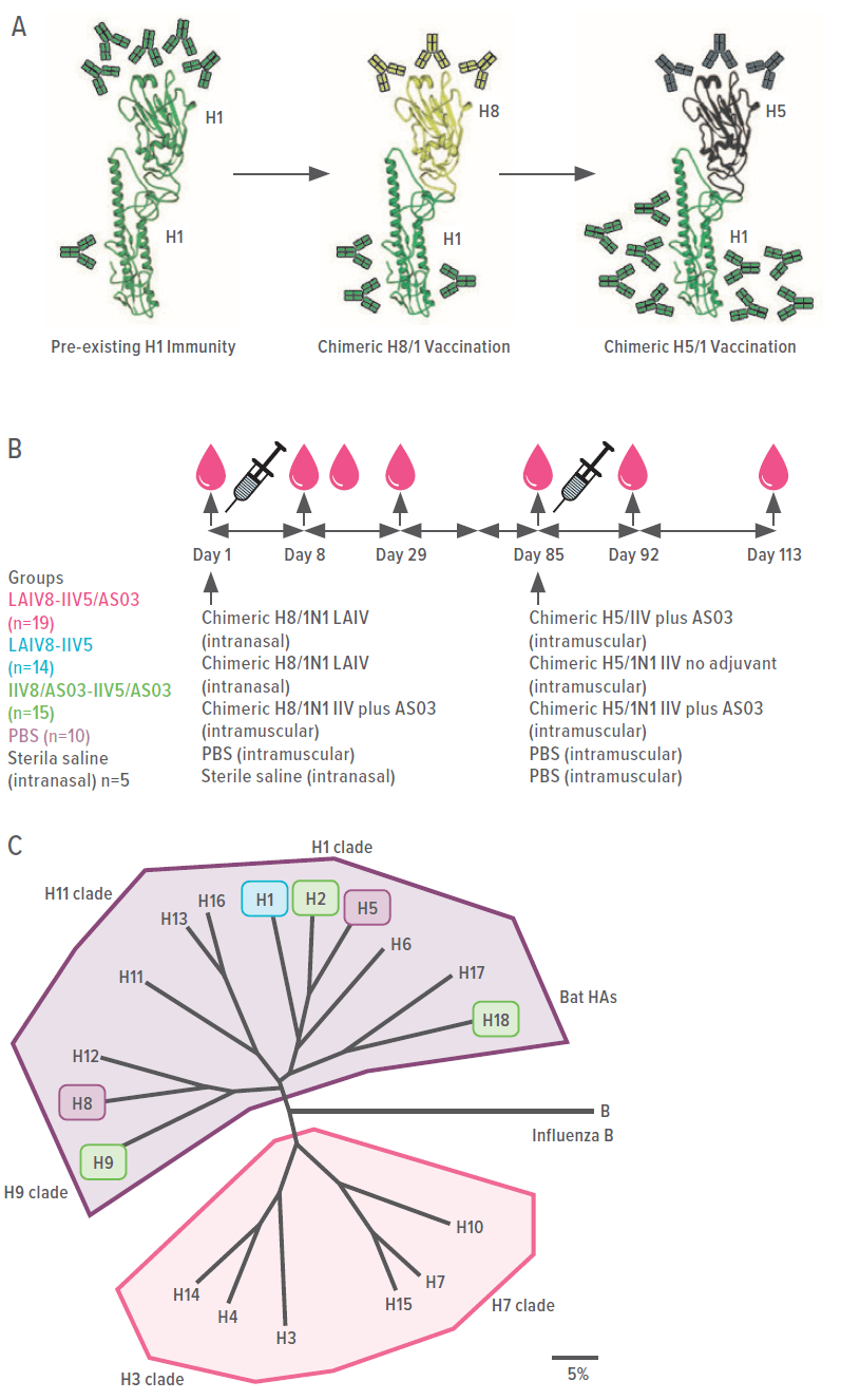 An image showing chimeric HA vaccination regimens & trial design.