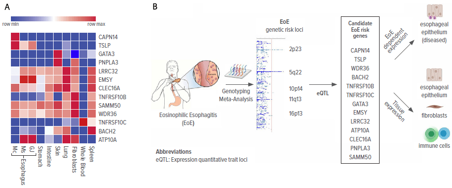 Images related to eosinophilic esophagitis (EoE) research.