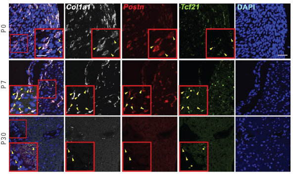 An image depicting RNAscope measurements of cells expressing Col1a1, Postn, and Tcf21 at 0, 7, and 30 days after birth in mice.