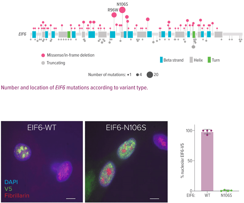 EIF6 somatic missense mutations alter EIF6 protein stability or function to improve cell fitness