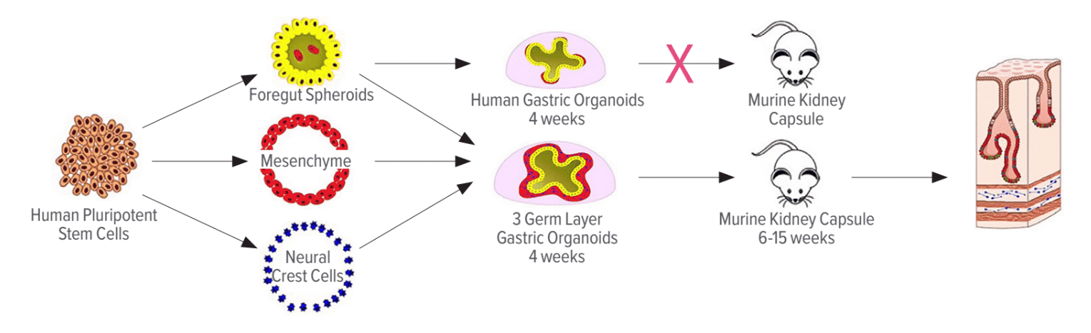 Diagram of research findings.