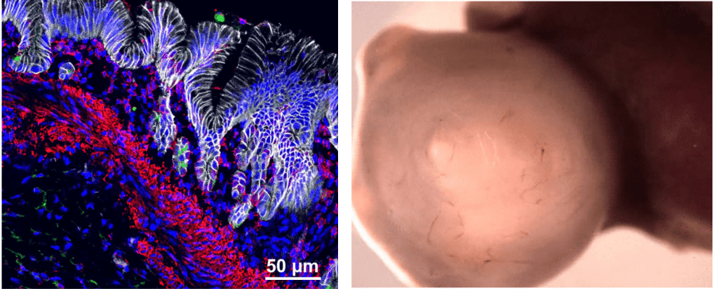 Microscope images.