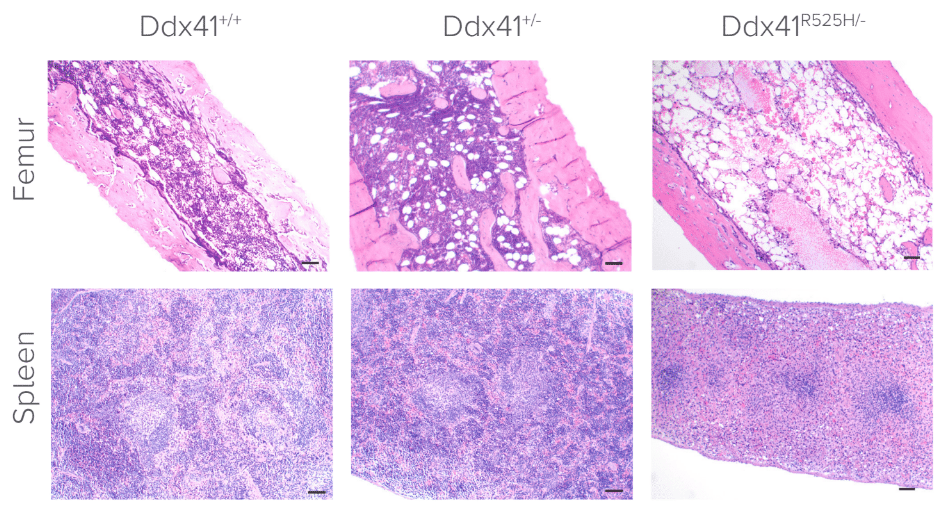 Experimental Hematology and Cancer Biology Research.