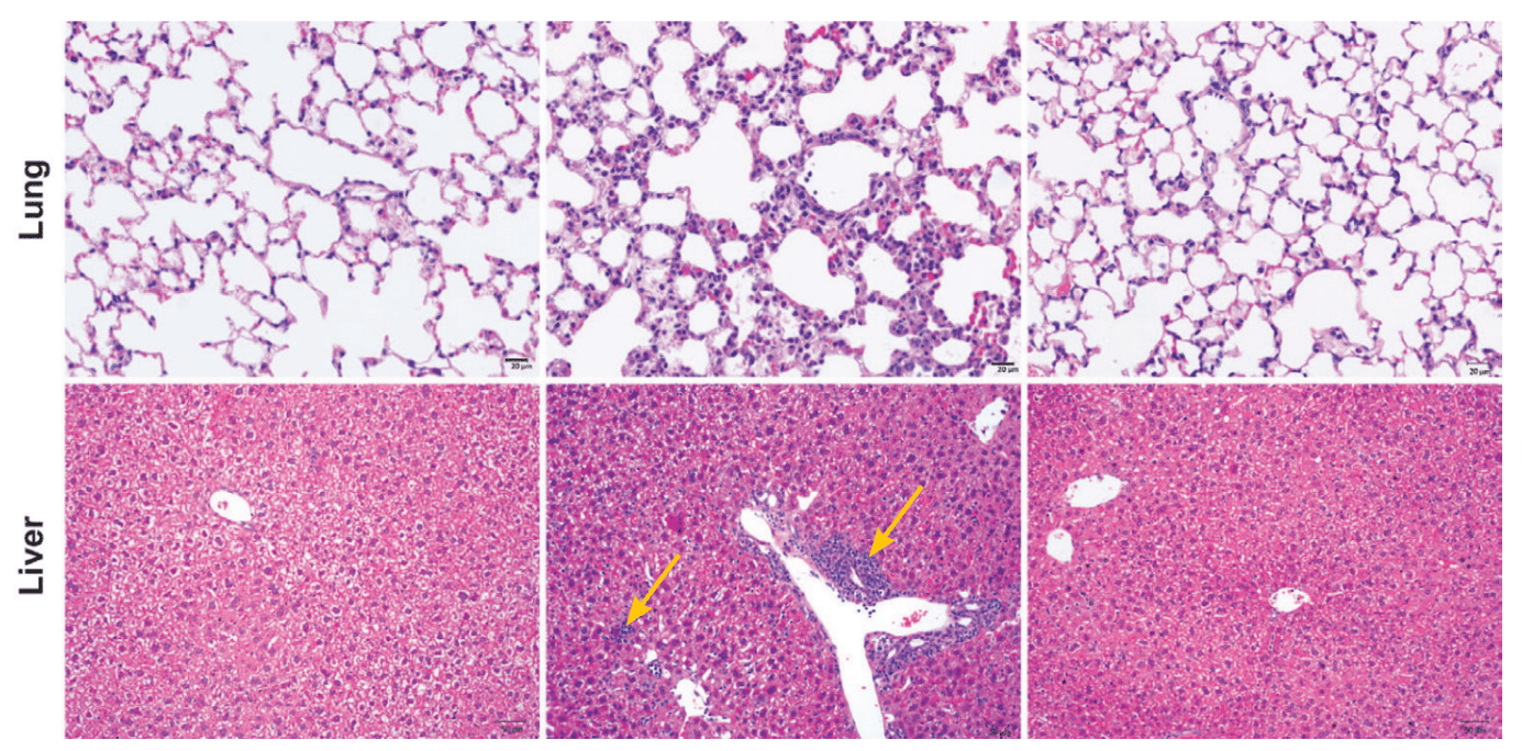 Immunobiology research results.