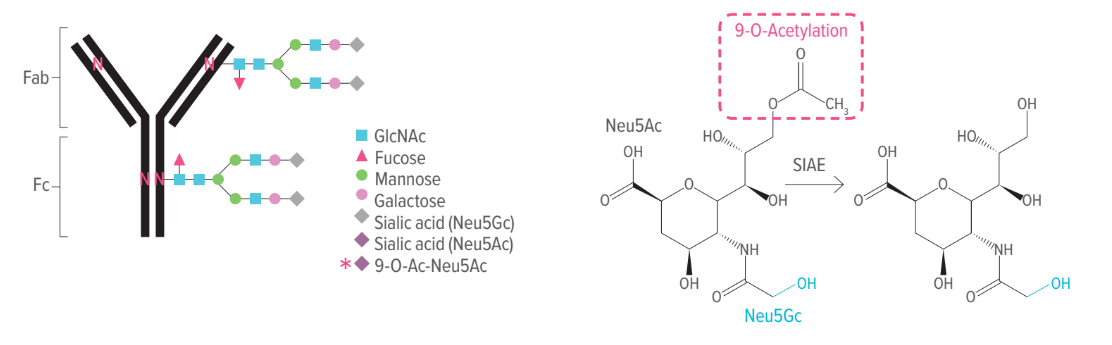 This schematic illustrates fetal acquisition of maternal antibodies.