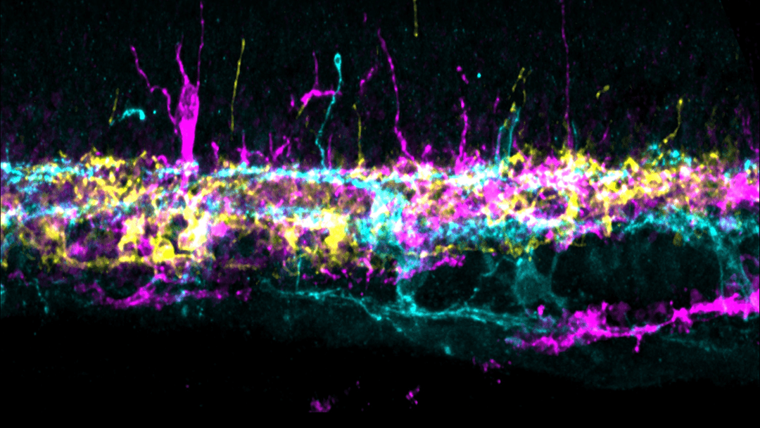 Researcher outside of an MRI looking at a computer.