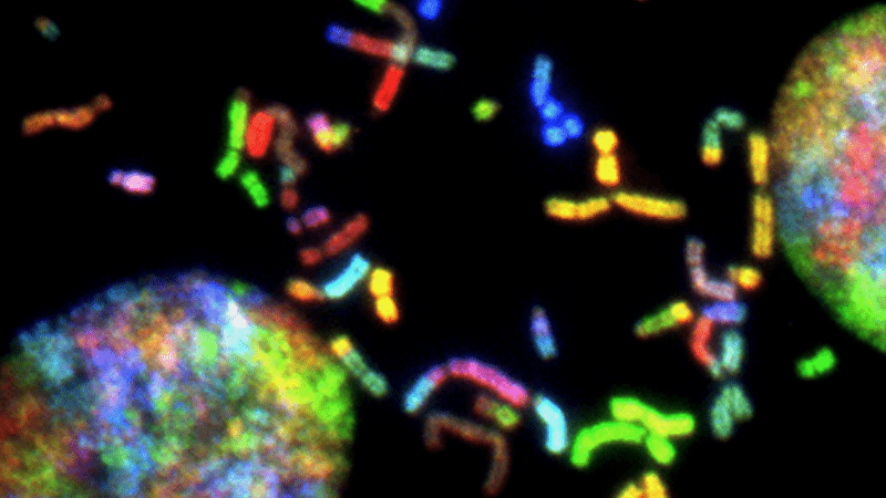 Microscopic genetics image.