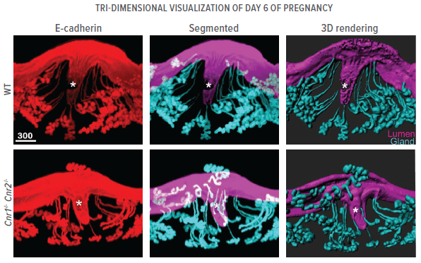 A tri-dimensional visualization of day 5 of pregnancy.