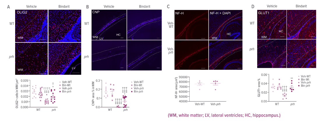 Myelination and Vascularization in prh White Matter with Bindarit Treatment.