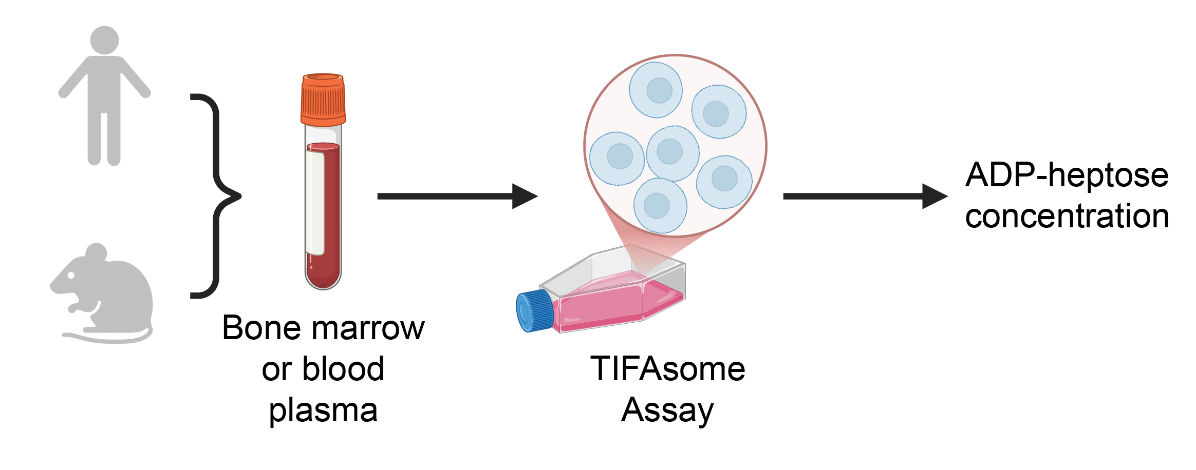 Overview of TIFAsome assay.