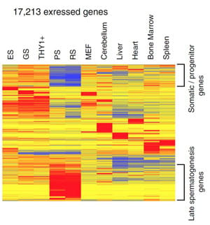 Novel Class of Bivalent Genes illustration.