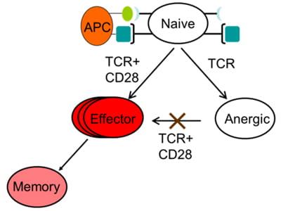 Epigenetic Regulation of T-cell Anergy/Tolerance