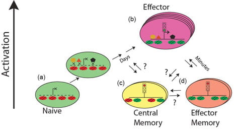 Epigenomics of T cell Memory image.