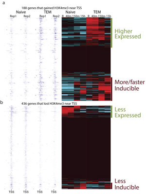 Rapid Recall Ability of Memory T cells is Encoded in their Epigenome.
